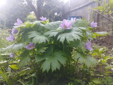 Глауцидиум (пальчатый)