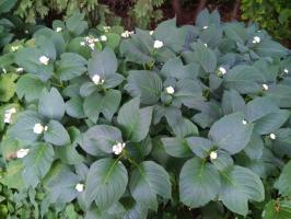 Дайнанте Двураздельная