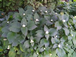 Дайнанте Двураздельная