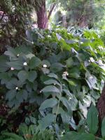 Дайнанте Двураздельная