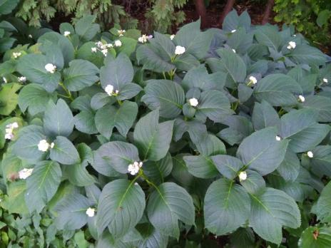 Дайнанте Двураздельная