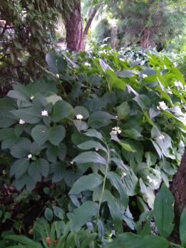 Дайнанте Двураздельная