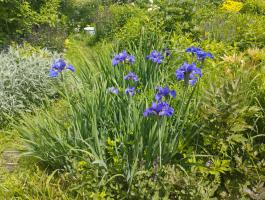 Ирис Сoncord crush (Сибирский)