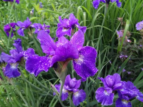 Ирис Сoncord crush (Сибирский)