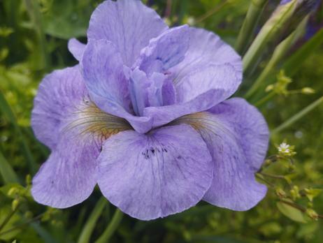 Ирис Rigamorale (Сибирский)