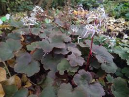 Камнеломка Rubrifolia (Кортузолистная)