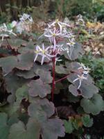 Камнеломка Rubrifolia (Кортузолистная)