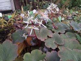 Камнеломка Rubrifolia (Кортузолистная)