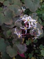 Камнеломка Rubrifolia (Кортузолистная)