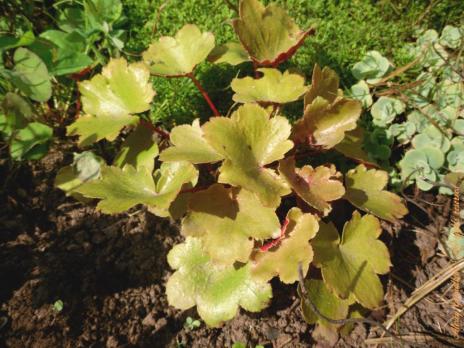 Камнеломка Rubrifolia (Кортузолистная)