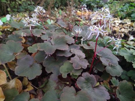 Камнеломка Rubrifolia (Кортузолистная)