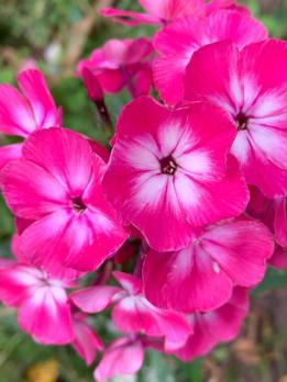 Флокс Автограф (Г.А. Морозова 2005 г.)