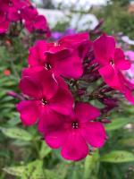 Флокс Анкатор джус (П.Г. Гаганов 1960 г.)