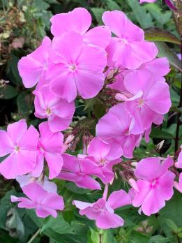 Флокс Владимир (Е.А. Константинова 1997 г.)