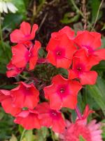 Флокс Коклико (V. Lemoine Франция 1895 г.)