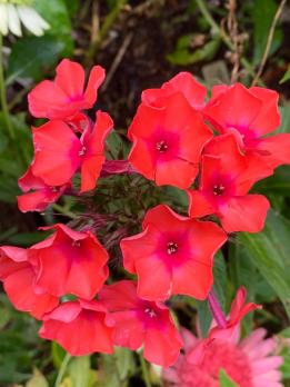 Флокс Коклико (V. Lemoine Франция 1895 г.)