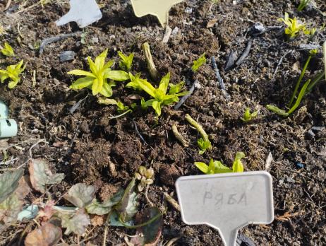 Флокс Курочка ряба (Долженко)