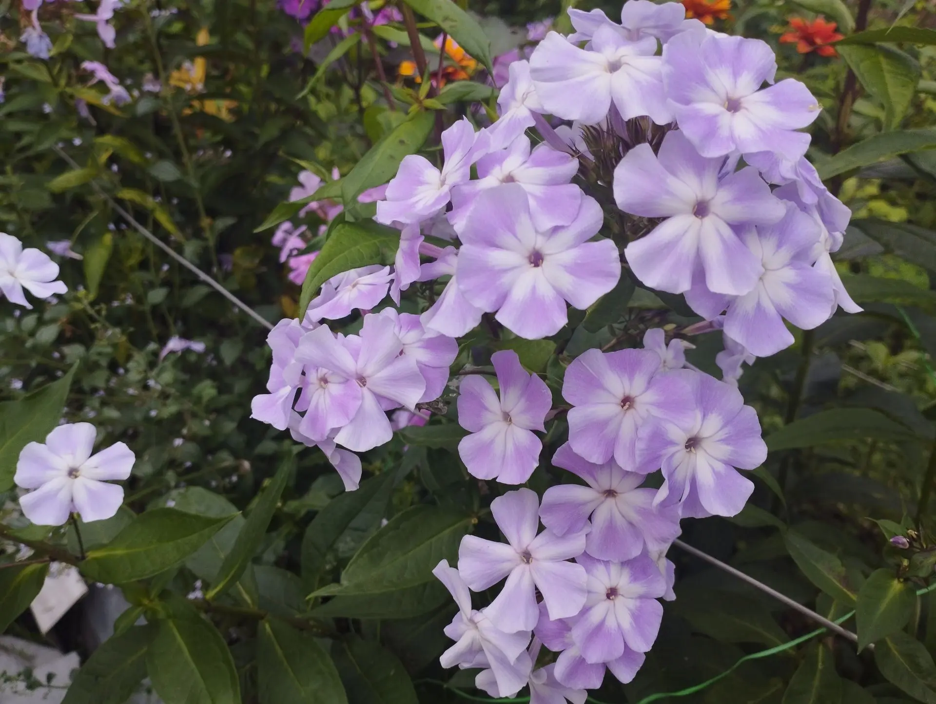 Флокс Лунный камень (М.Ф. Киреева)