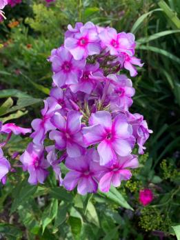 Флокс Северное сияние (Е.Ф. Куликов 2002 г.)