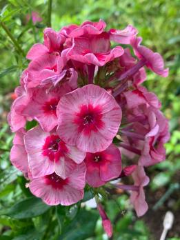 Флокс Старс енд страйпс (J. Verschoor 2011 г.)