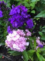 Флокс Цвет яблони (Е.Д. Харченко 1970 г.)