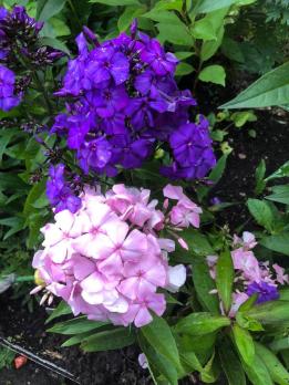 Флокс Цвет яблони (Е.Д. Харченко 1970 г.)