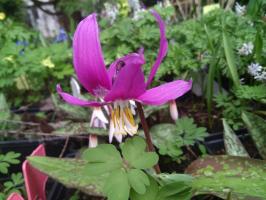 Кандык Rosea (Сибирский)