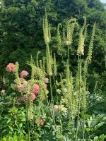 Клопогон Racmosa (Кистевидный)