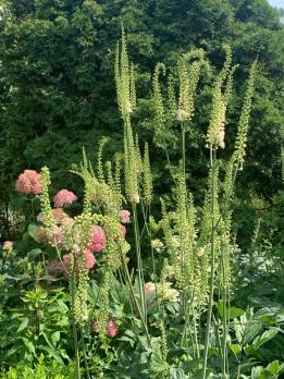 Клопогон Racmosa (Кистевидный)