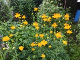 Купальница Юняньская