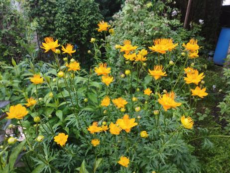 Купальница Юняньская