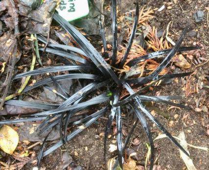 Oфиопогон Nigrescens