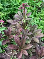 Роджерсия Сhocolate wings (Перистая)