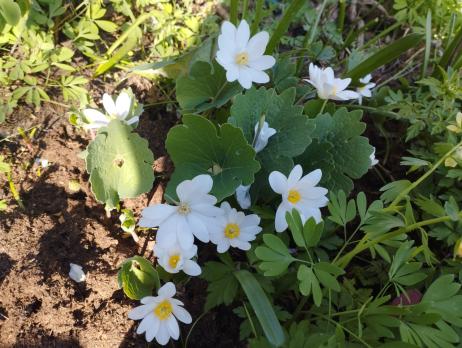 Сангвинария Сanadensis (Канадская)