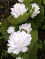 Сангвинария Flora plena