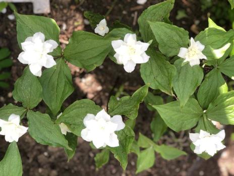 Триллиум Flore pleno