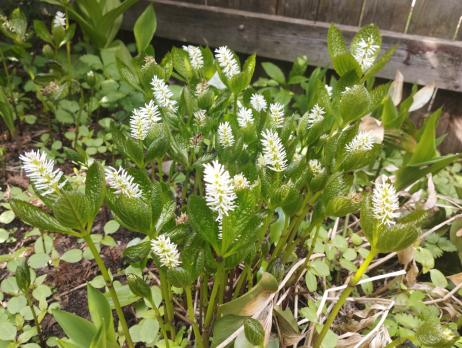 Хлорант Японский