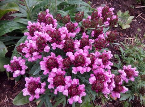 Черноголовка Summer daze