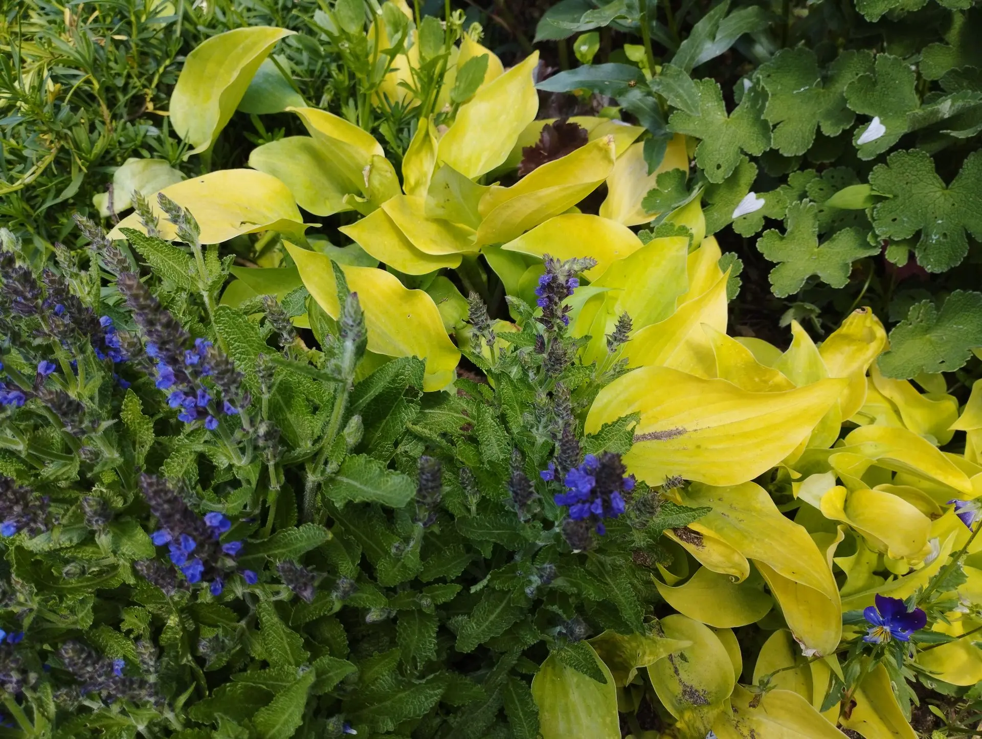 Хоста Appletini (Mini-S)