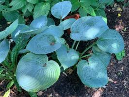 Хоста Big daddy (L)