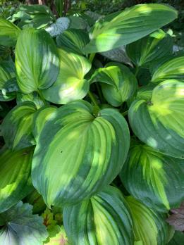 Хоста Cathedral windows (L)