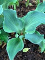 Хоста Church mouse (Mini)