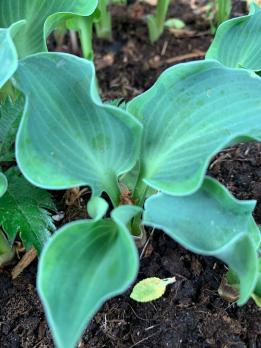 Хоста Church mouse (Mini)