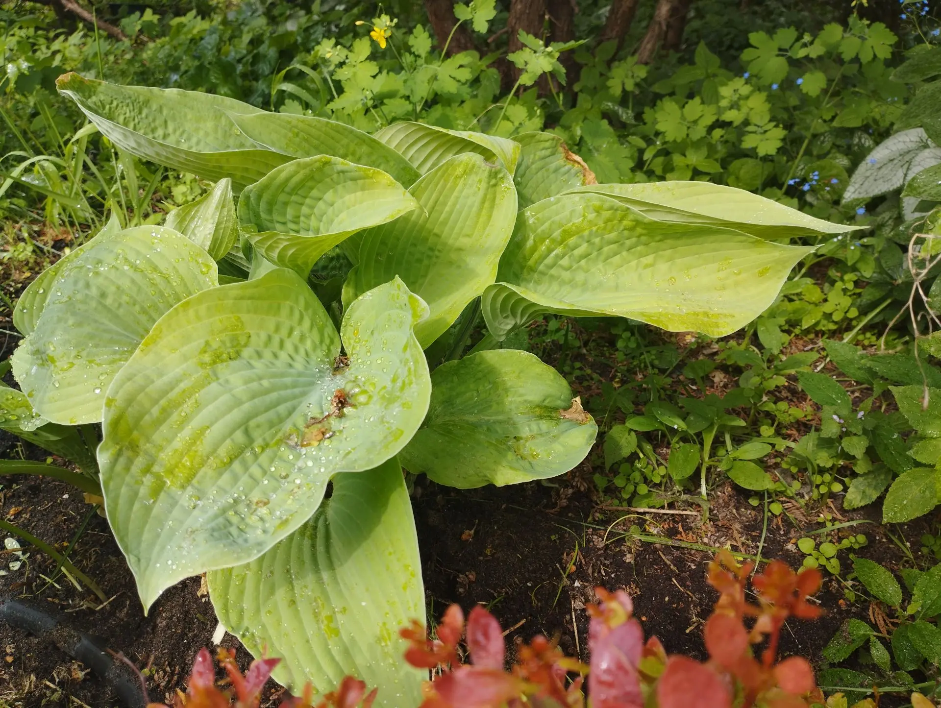 Хоста City lights (L)