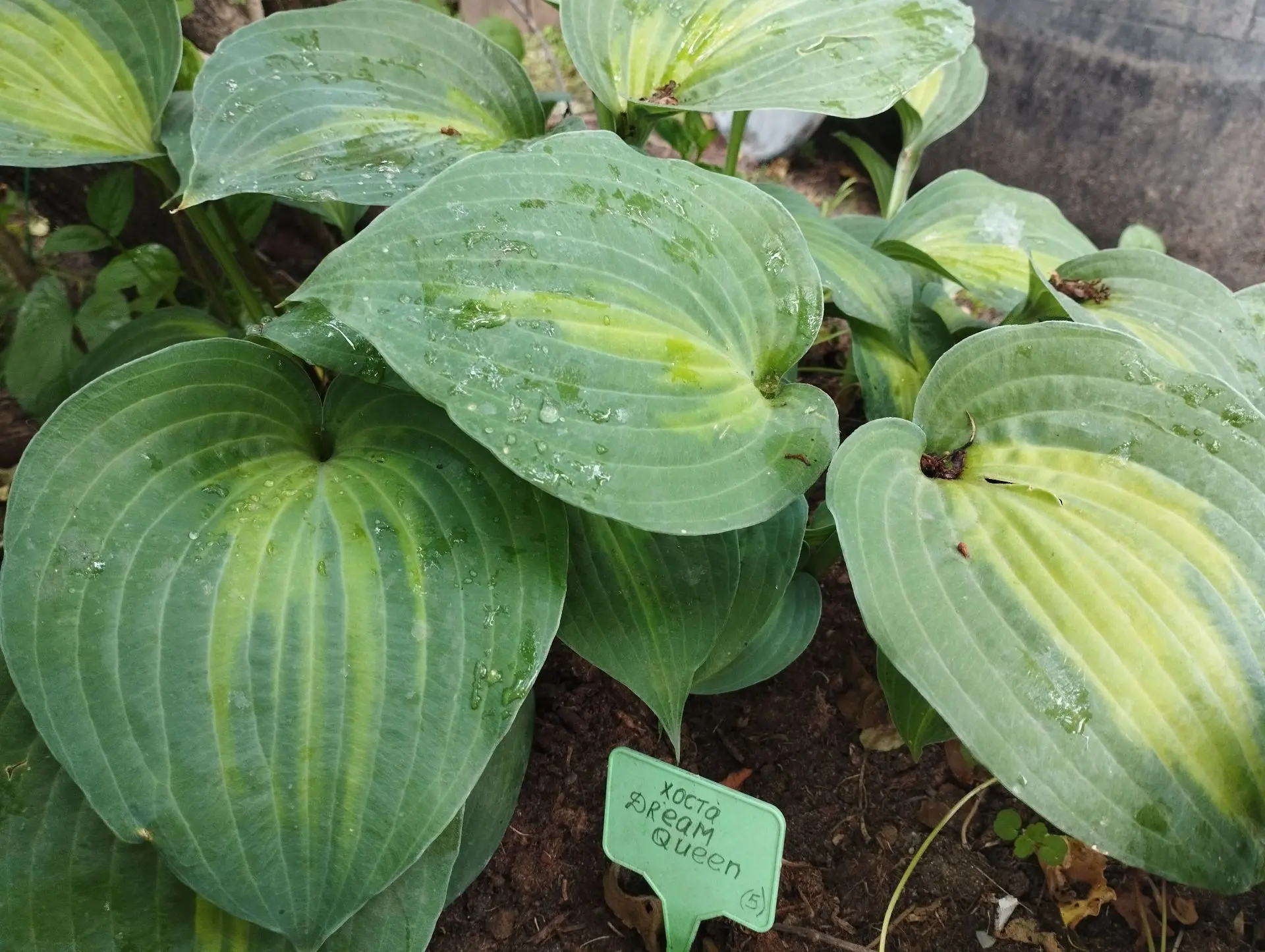 Хоста Dream queen (M)