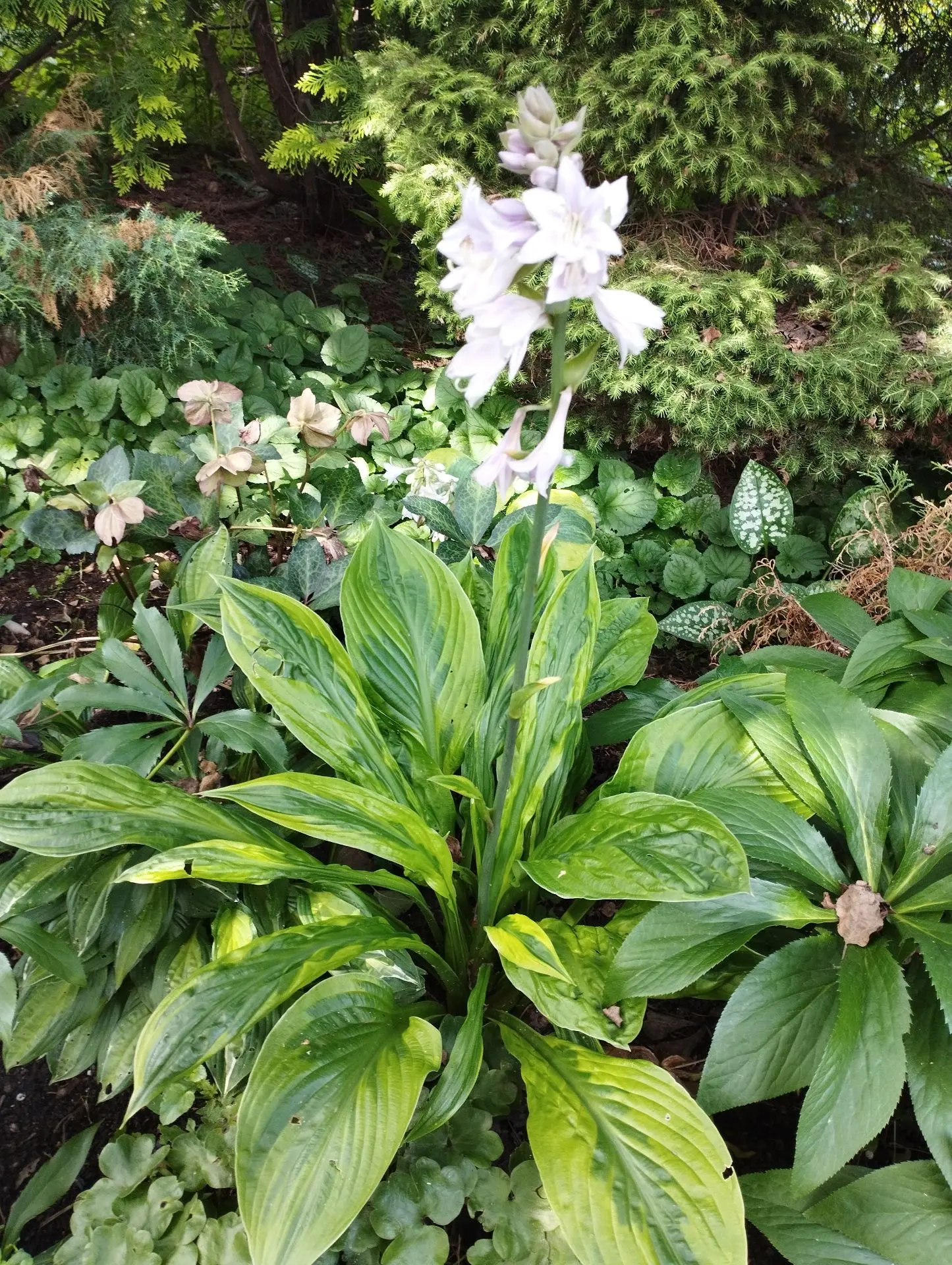 Хоста Foxfire palm sunday (M)