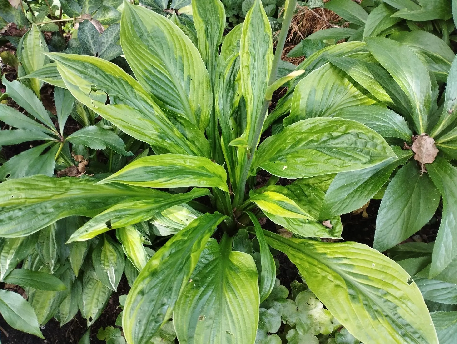 Хоста Foxfire palm sunday (M)