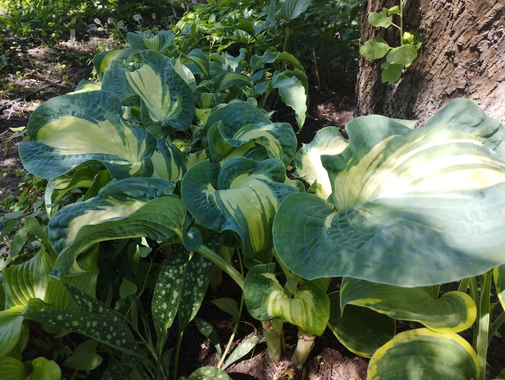 Хоста Guardian angel (L)