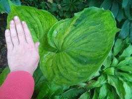 Хоста Gunters prize (L)