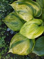 Хоста Gunters prize (L)